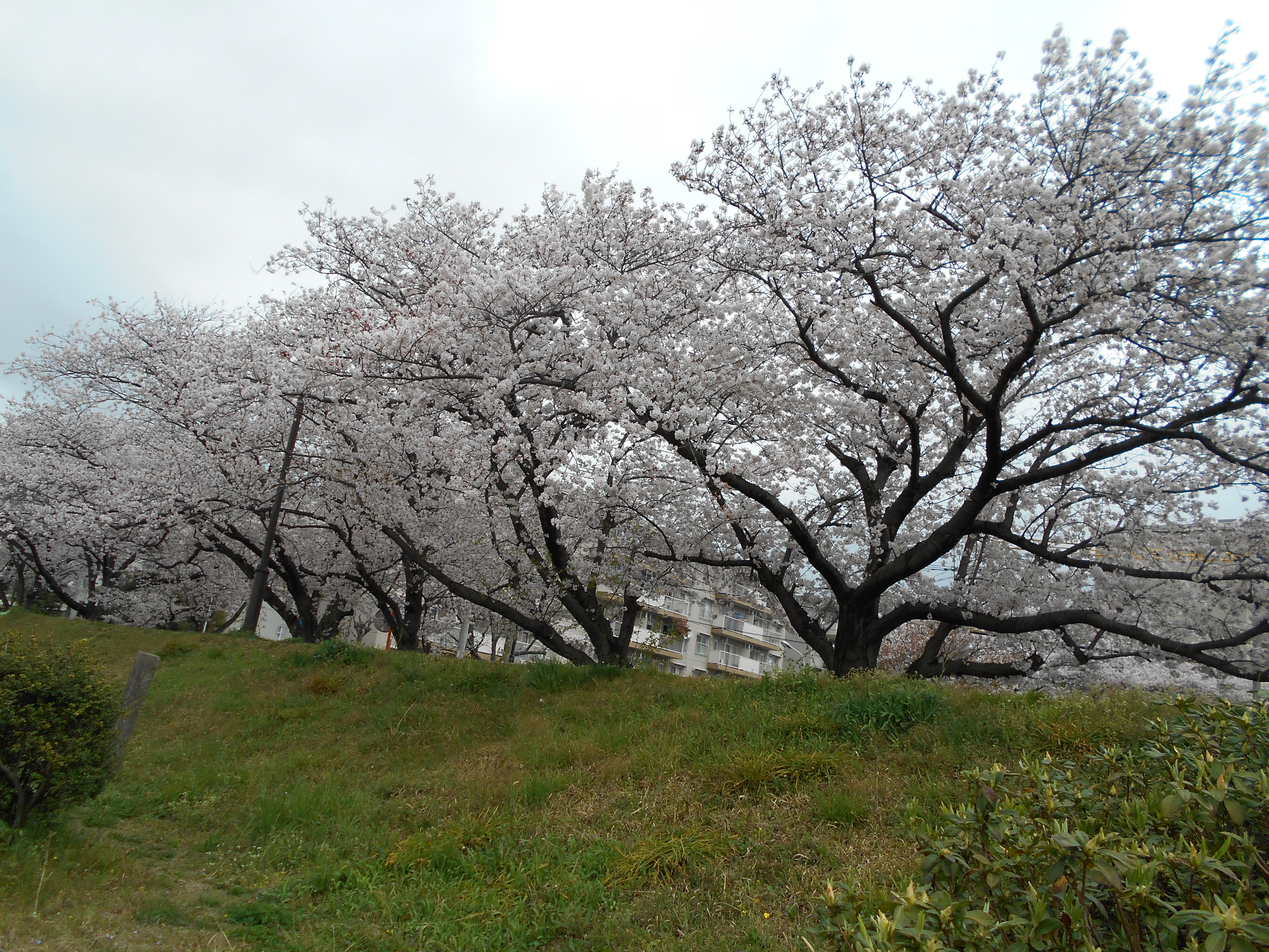 室見川の桜