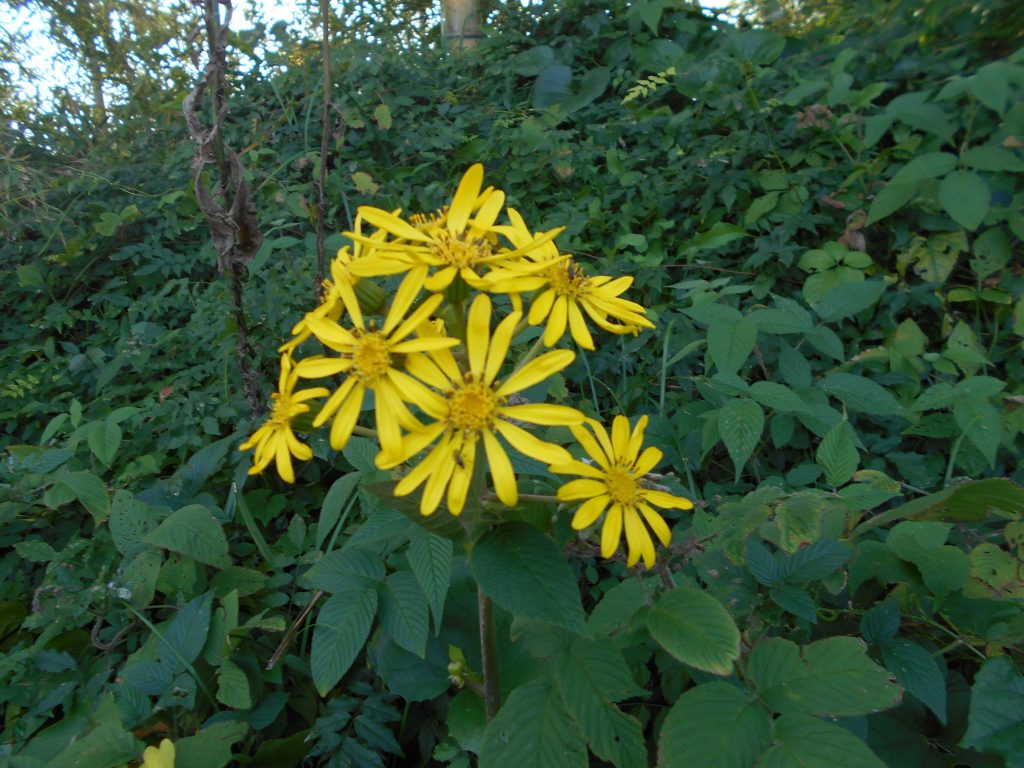 ツワブキの花