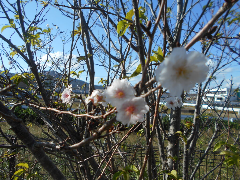 秋の桜